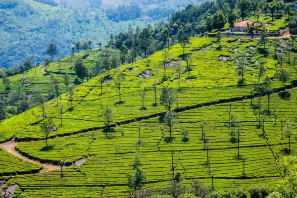 ooty